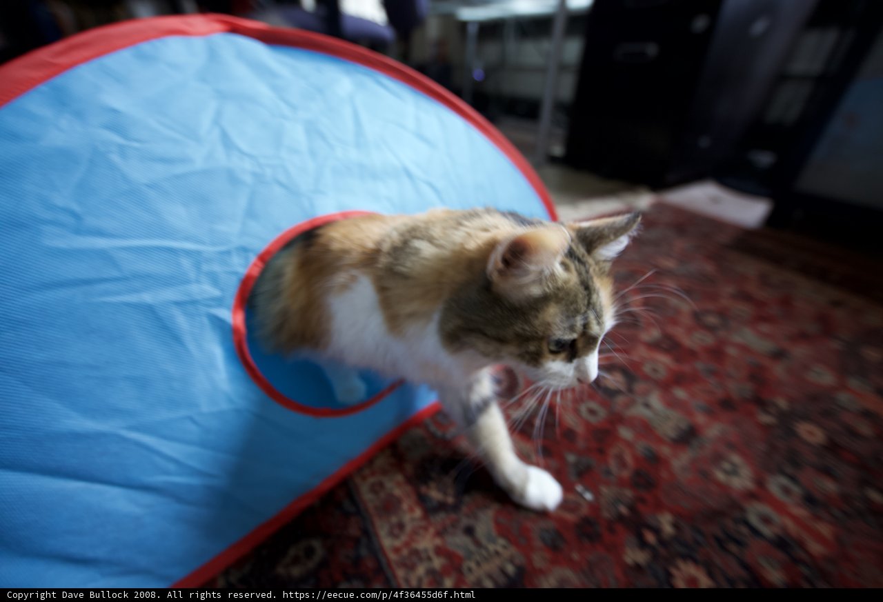 Cozy Christmas Cat in a Tent