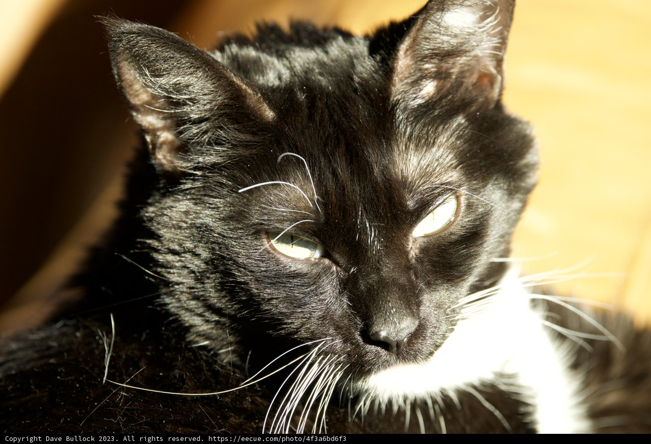 Monochrome Majesty: A Domestic Short-haired Feline