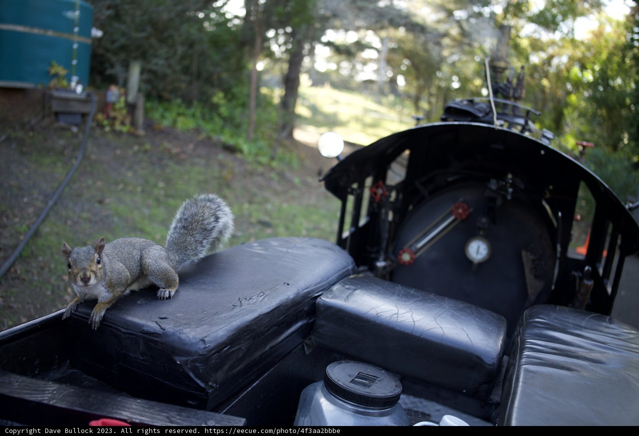 A Squirrel's Rail Adventure