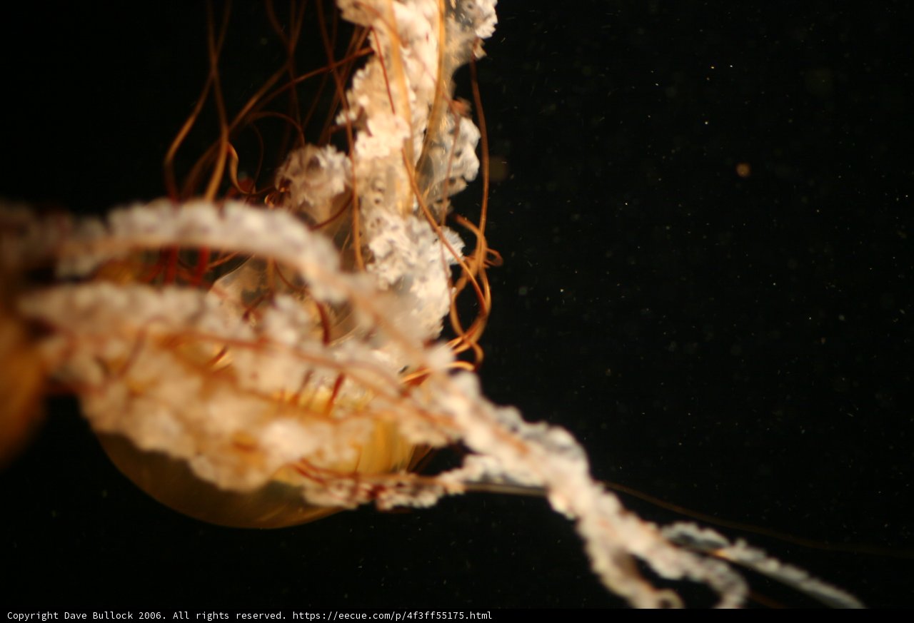 Glowing Jellyfish in the Depths