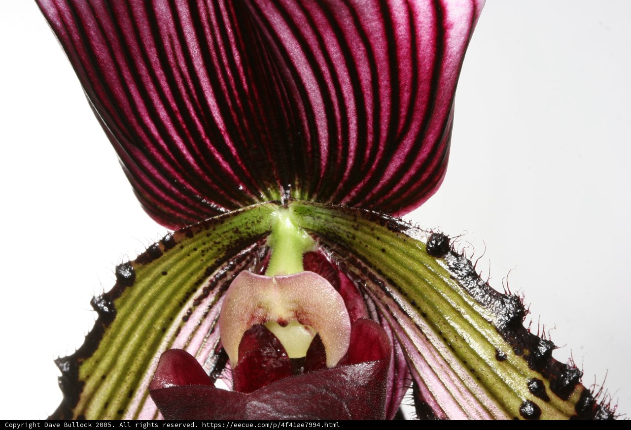 Elegant Orchid