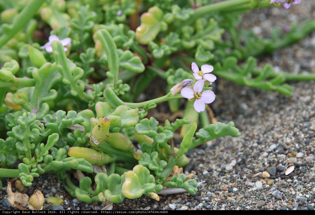 Delicate Sea Rocket Blooms on Sandy Coastal Shore