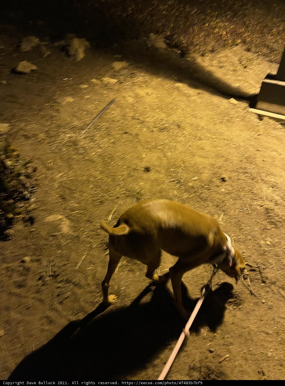 A Nighttime Stroll with Pig