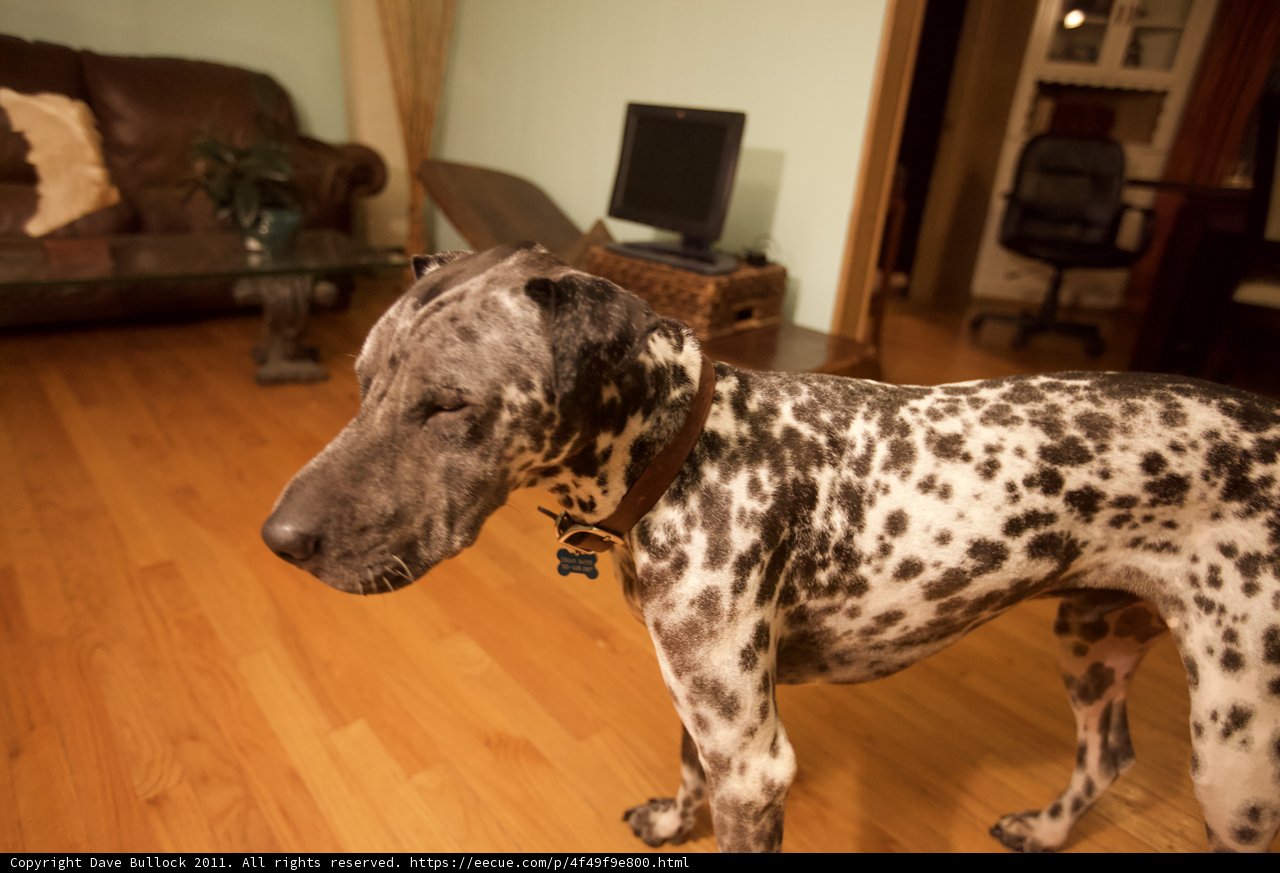 Paws on the Hardwood