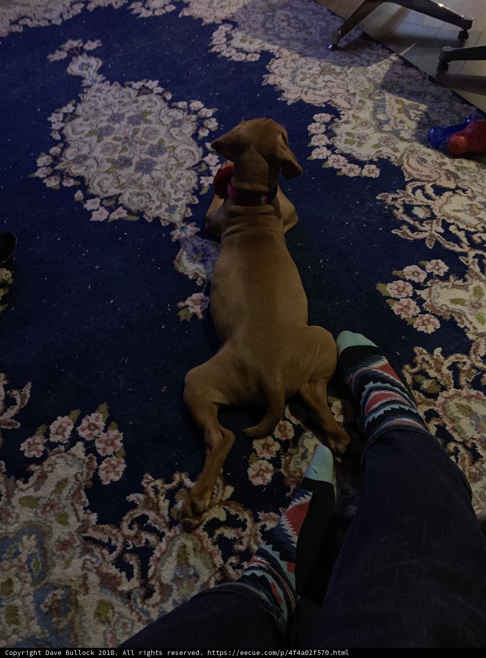 Comfy Canine Companion