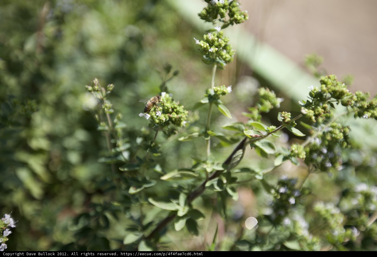 Busy Bee at Herb Plant