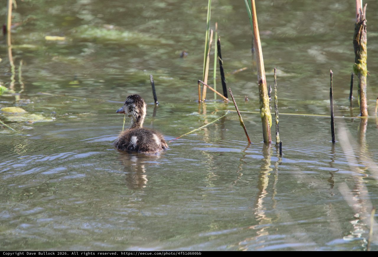 Young Ruddy Duck Swimming in Wetland Marsh