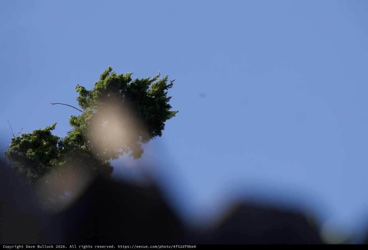 Sunlit Tree Branches Against Clear Blue Sky