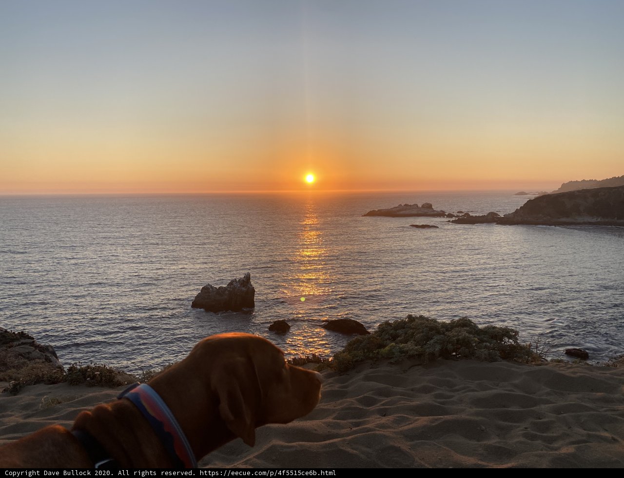 Canine Sunset Watcher