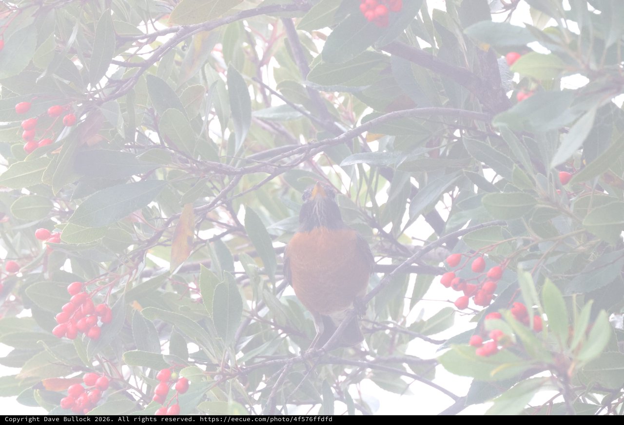 Robin Foraging Among Red Berries in Misty Garden