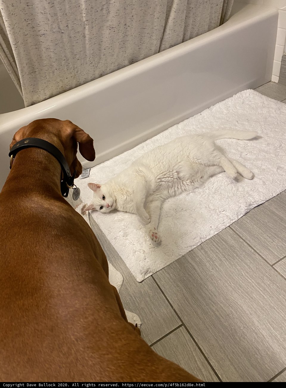 Relaxing Bath Time for Furry Friends