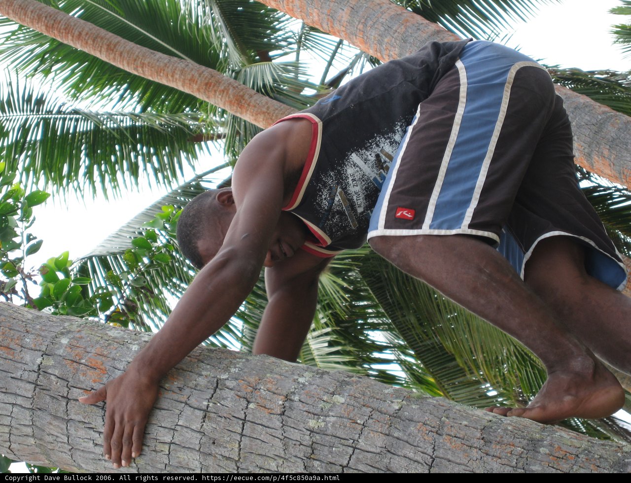 Tree Climbing Adventure