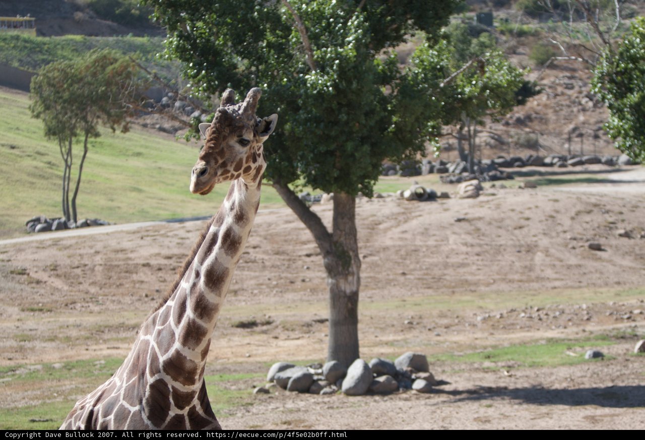 Majestic Giraffe Grazing Under the Shade of a Tree