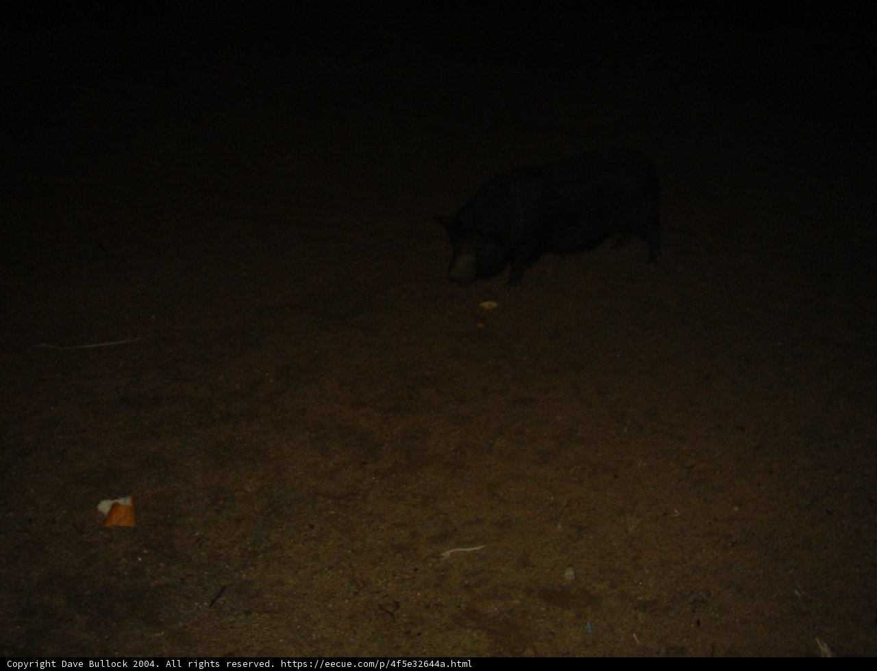 Nighttime Stroll