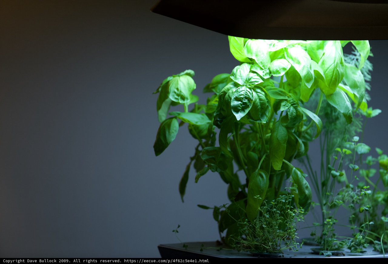 Growing Herbs in Style