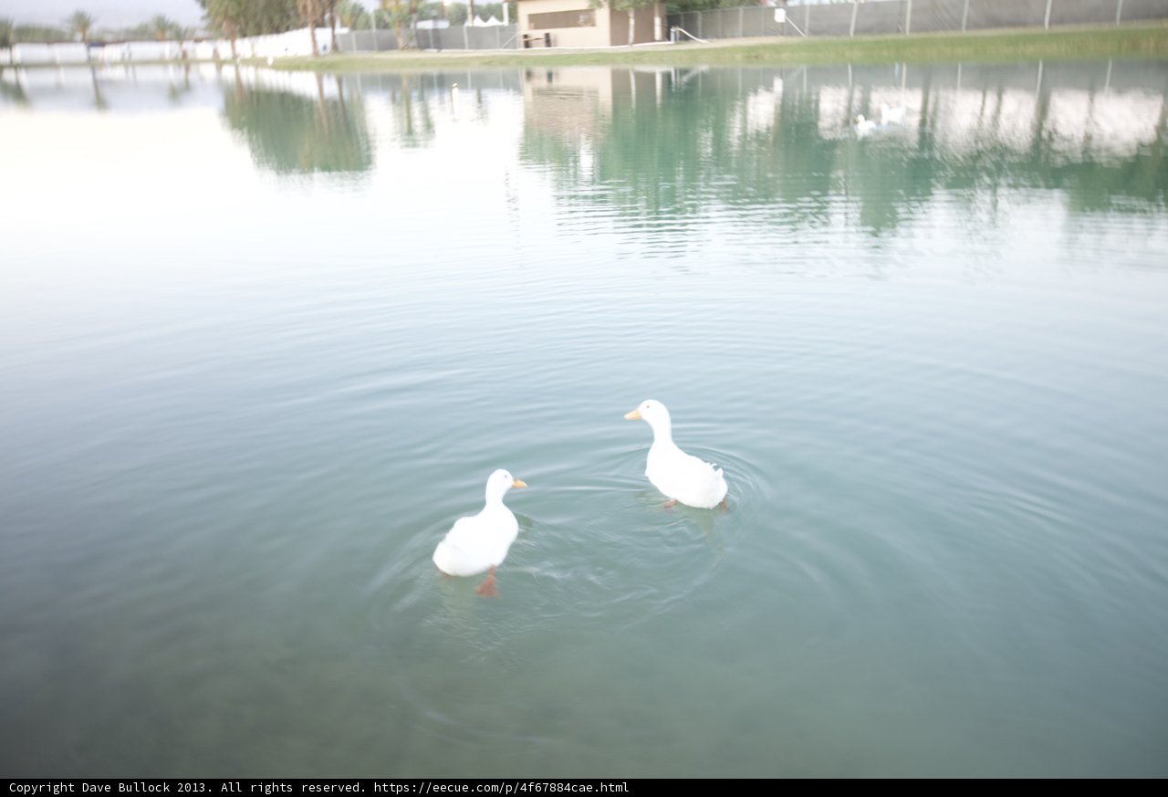 Lakeside Quack Attack