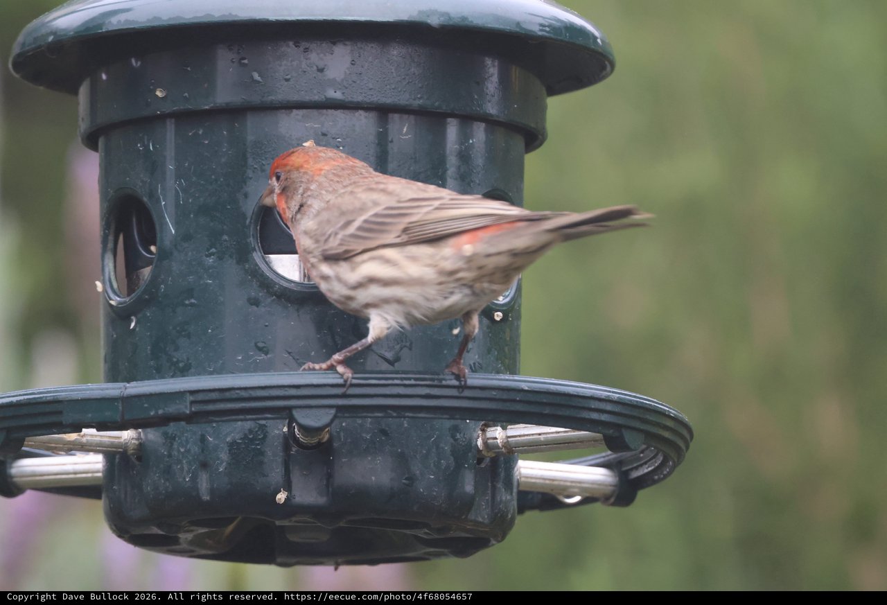 House Finch Perched on Green Bird Feeder