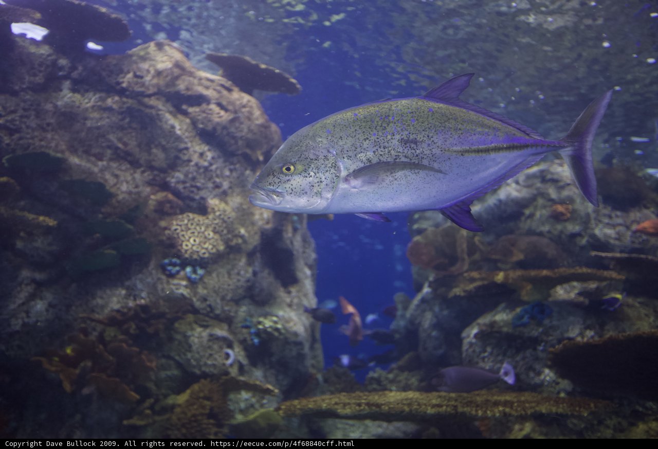 Surgeonfish in Coral Reef Aquarium