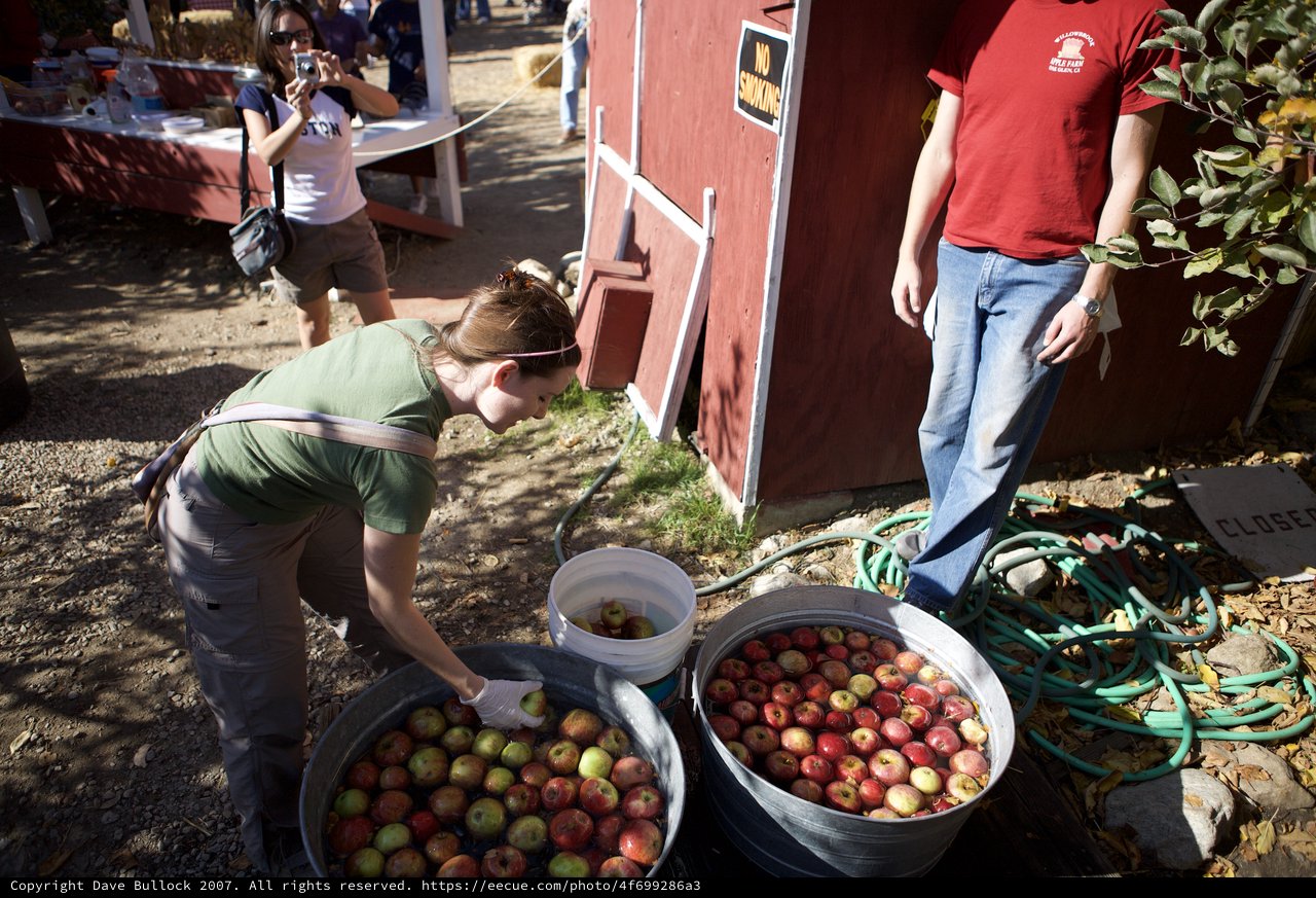 Apple Washing Day at Willowbrook Apple Farm