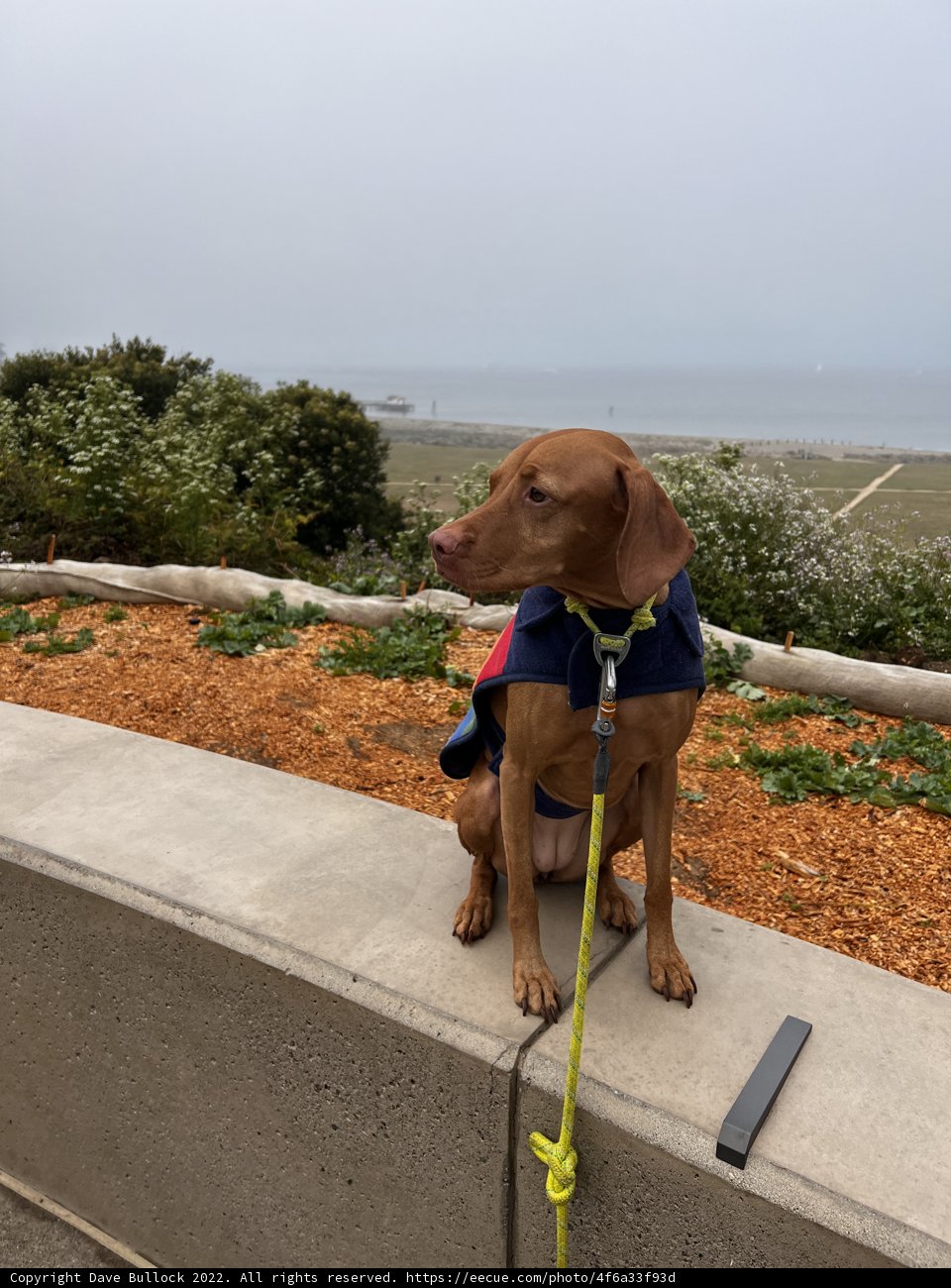 A Vizsla Hound's Day Out