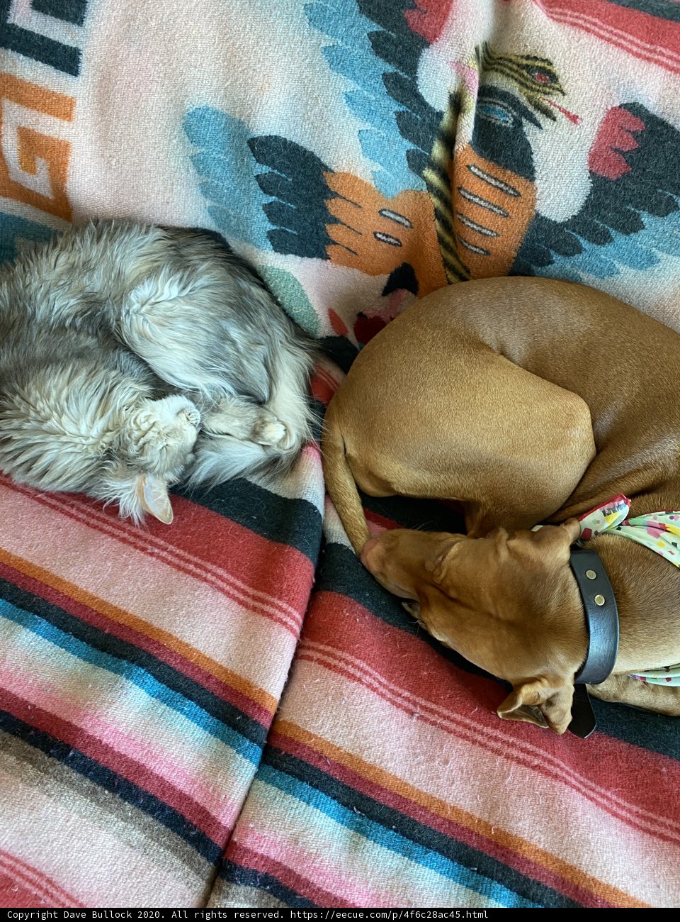 Cozy Companions
