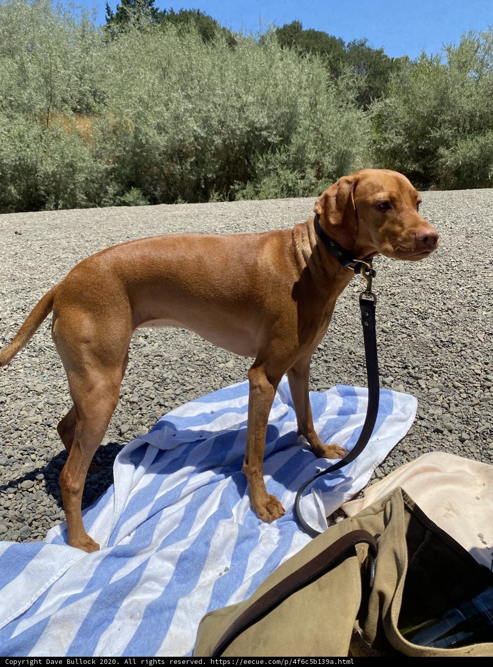 Canine Comforts at Monte Rio Beach