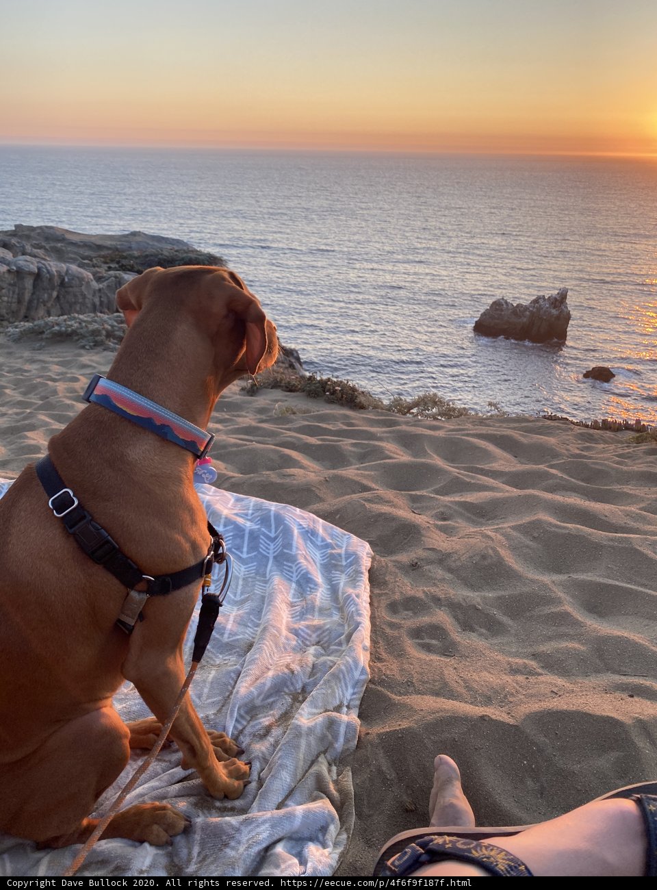 Beach Pup at Sunset
