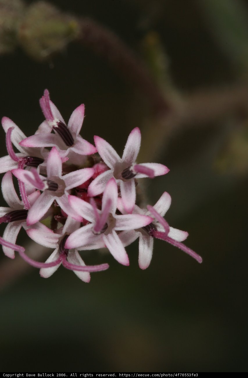 Pink Petal Beauty