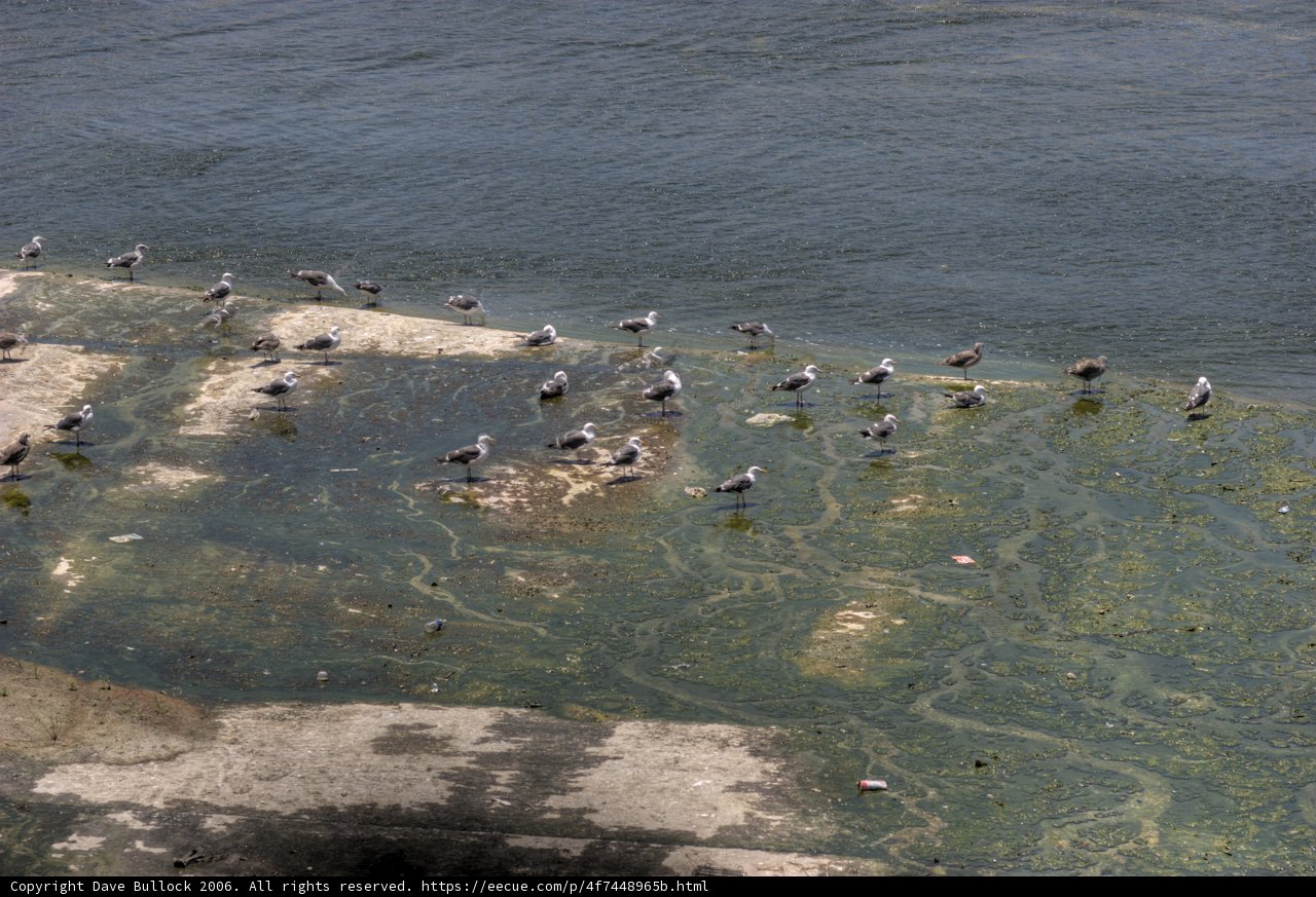 Ledge Gathering