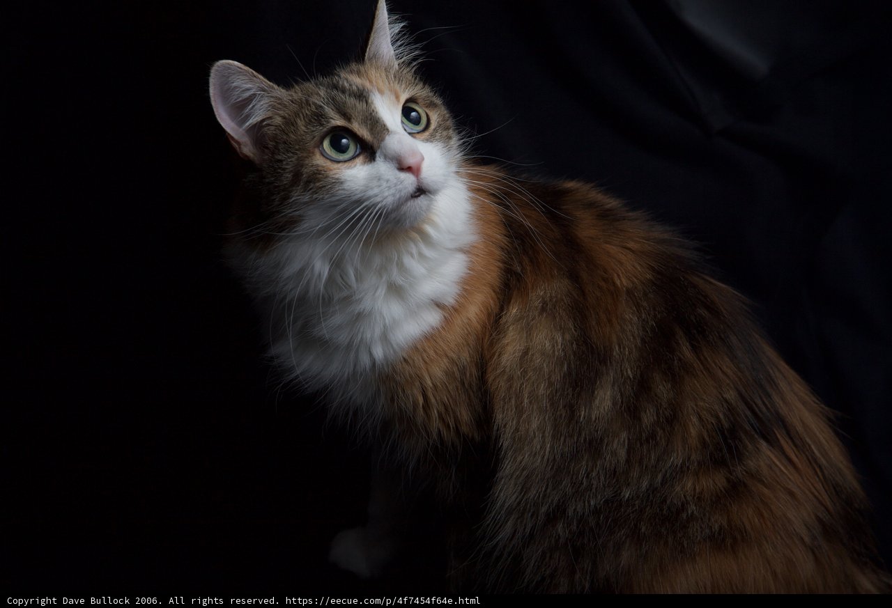 Pretty Calico Cat