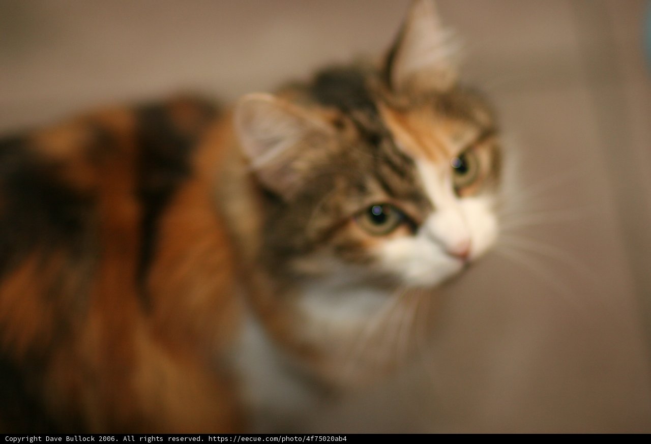 Feline Fixation