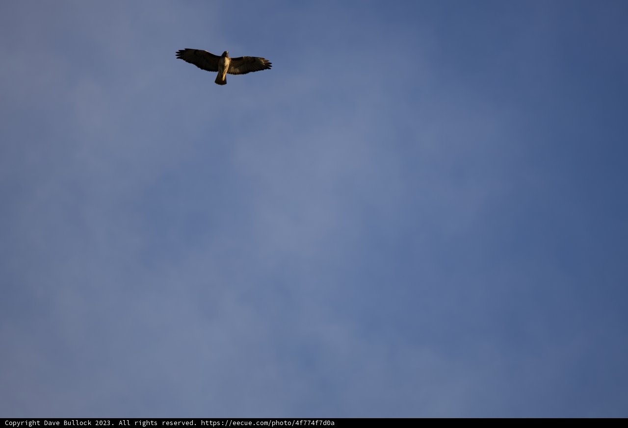 Soaring Vulture at Lake Merced