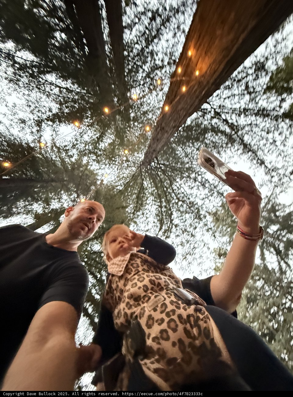 Captured Moments Under the Redwood Canopy