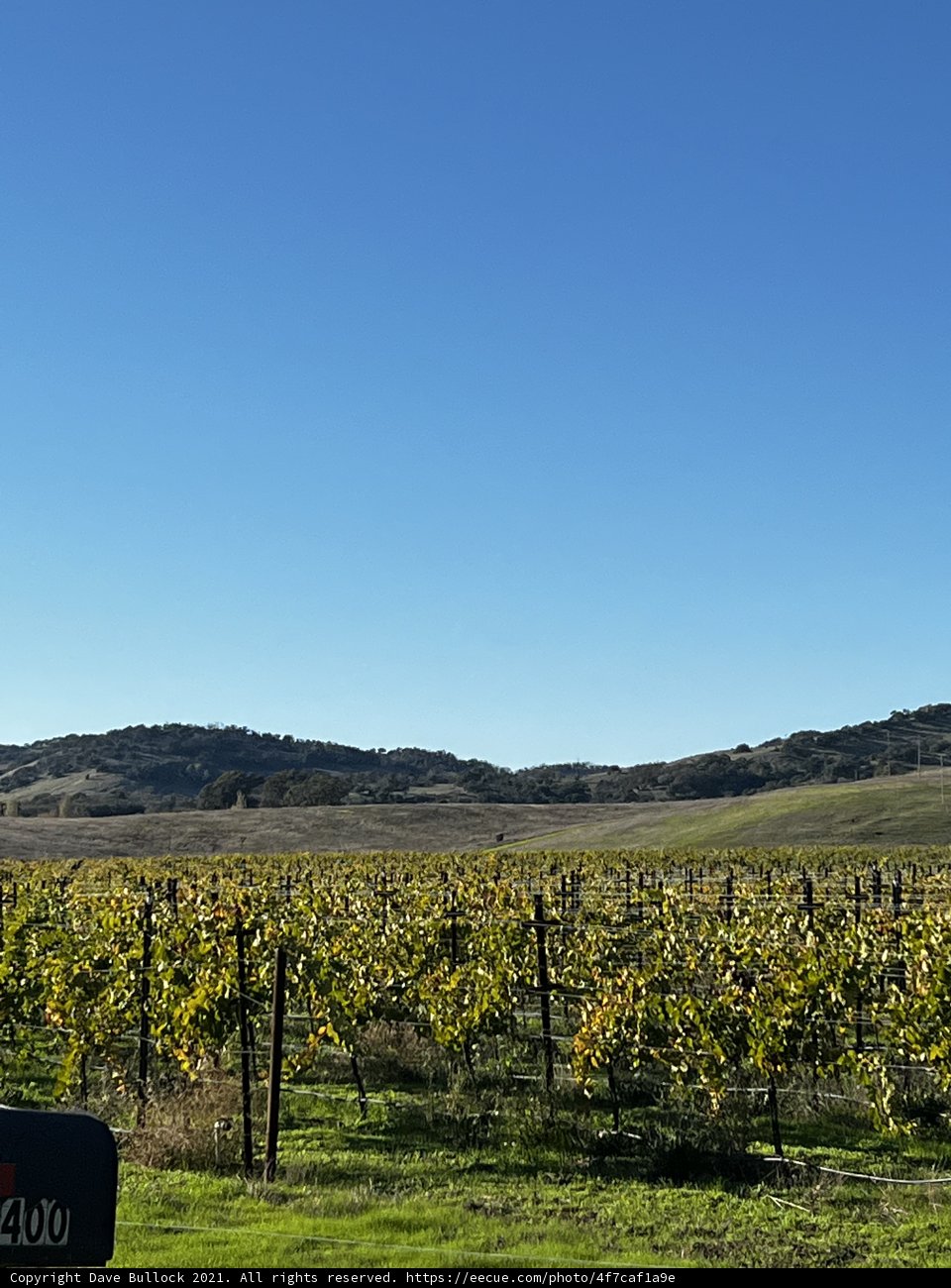 Harvest Time at Napa Valley Vineyard