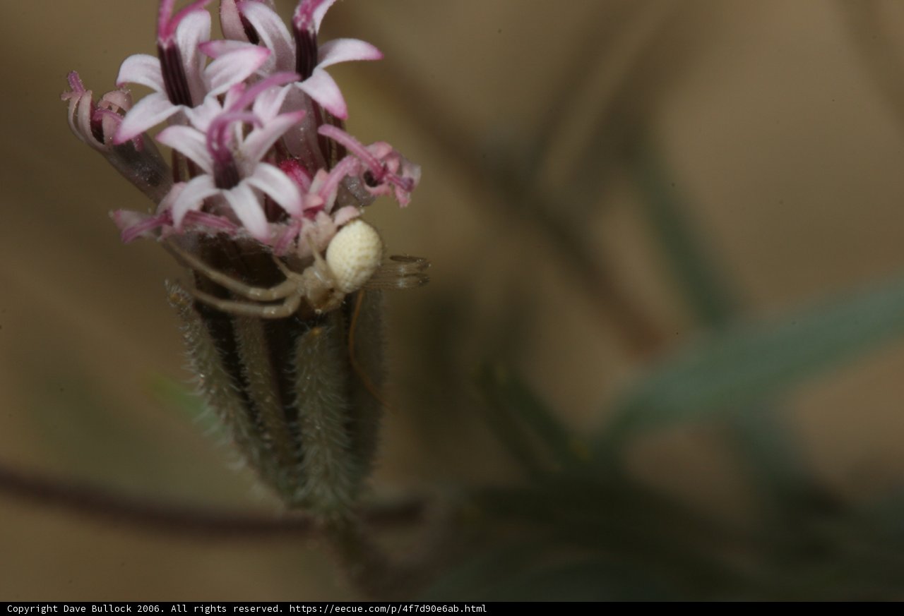 Spider Among the Desert Flowers