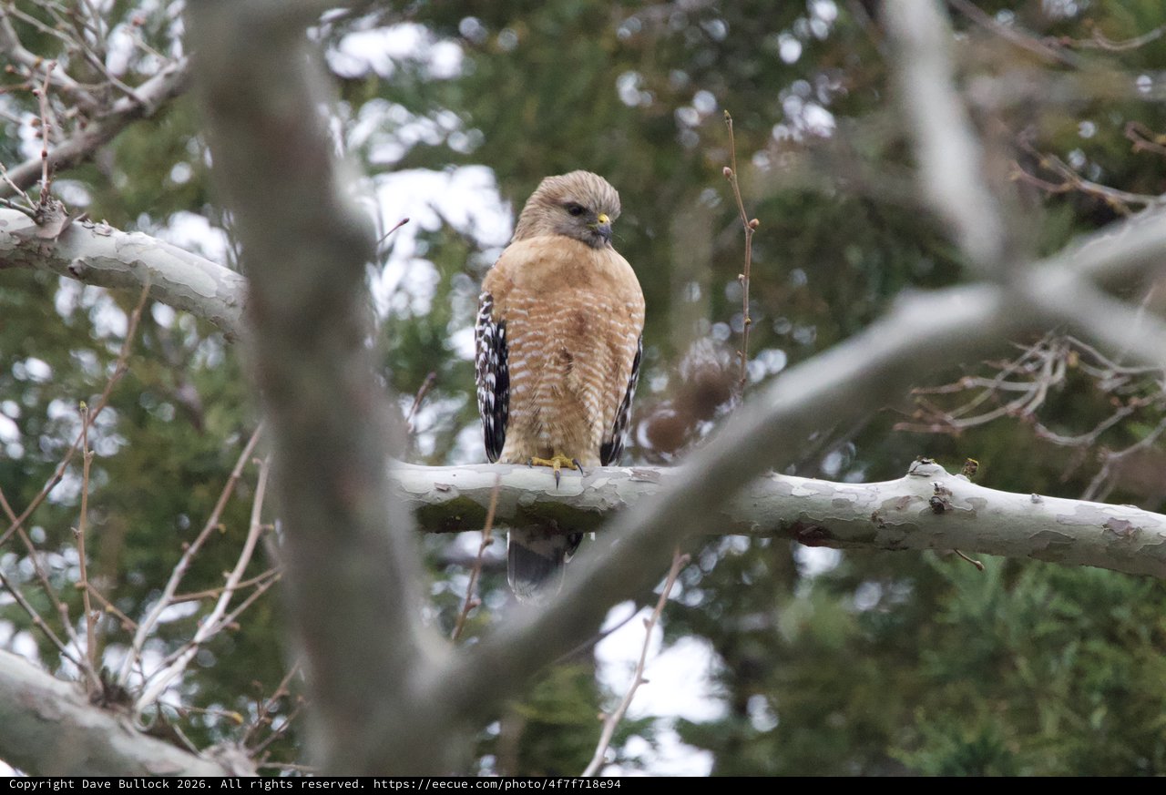 Red-shouldered Hawk Perched on Winter Branch