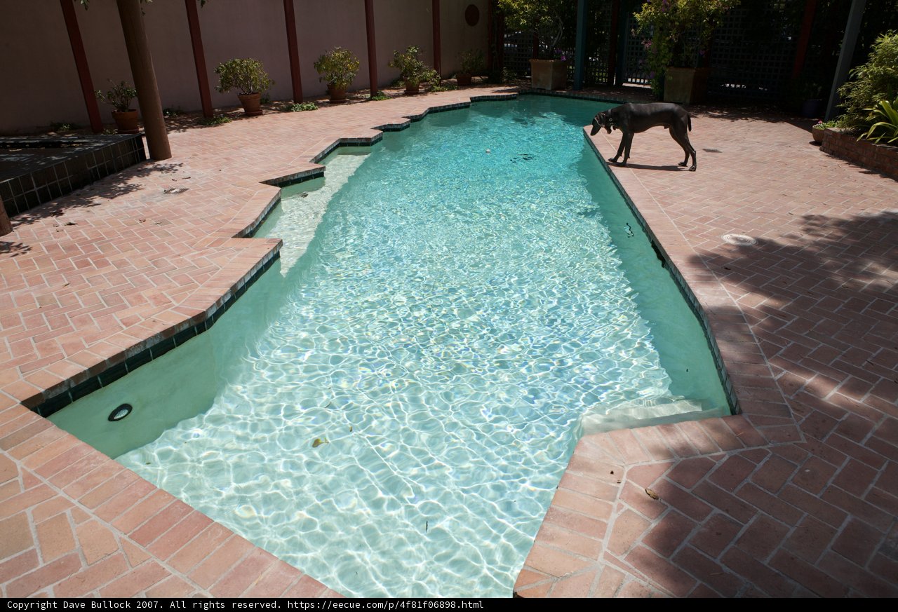 Paws in the Pool