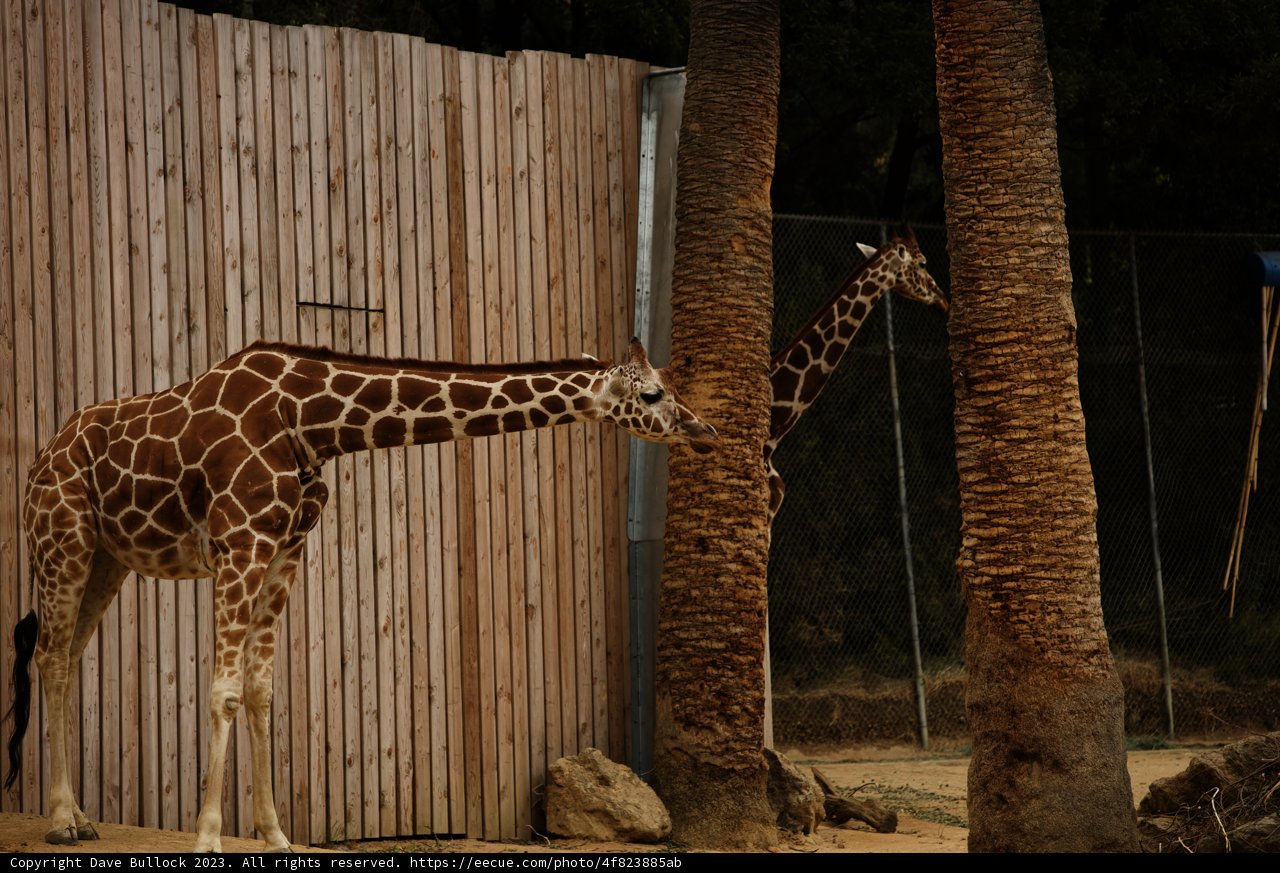 Majestic Giraffes of Oakland Zoo