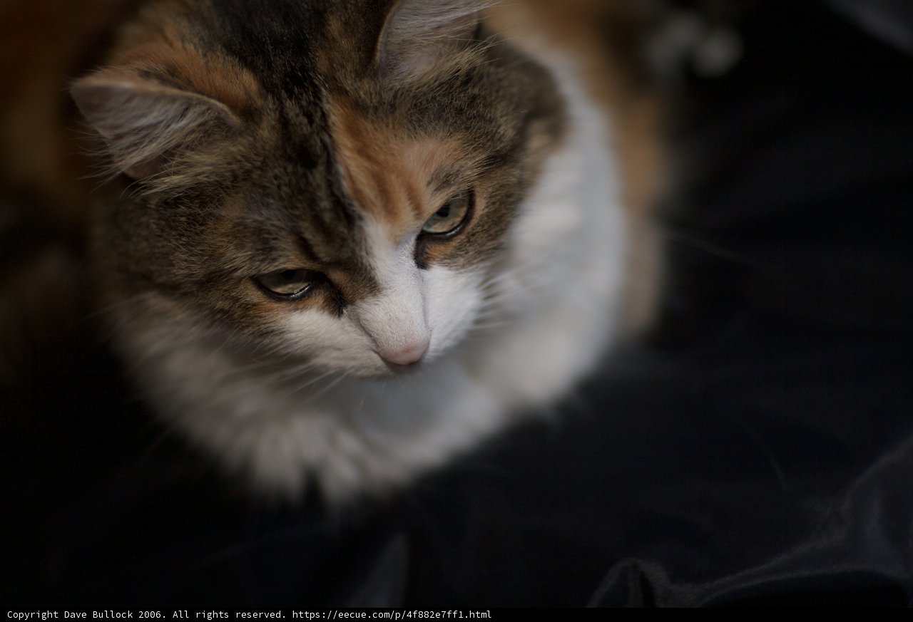Fierce Feline Stares into Your Soul