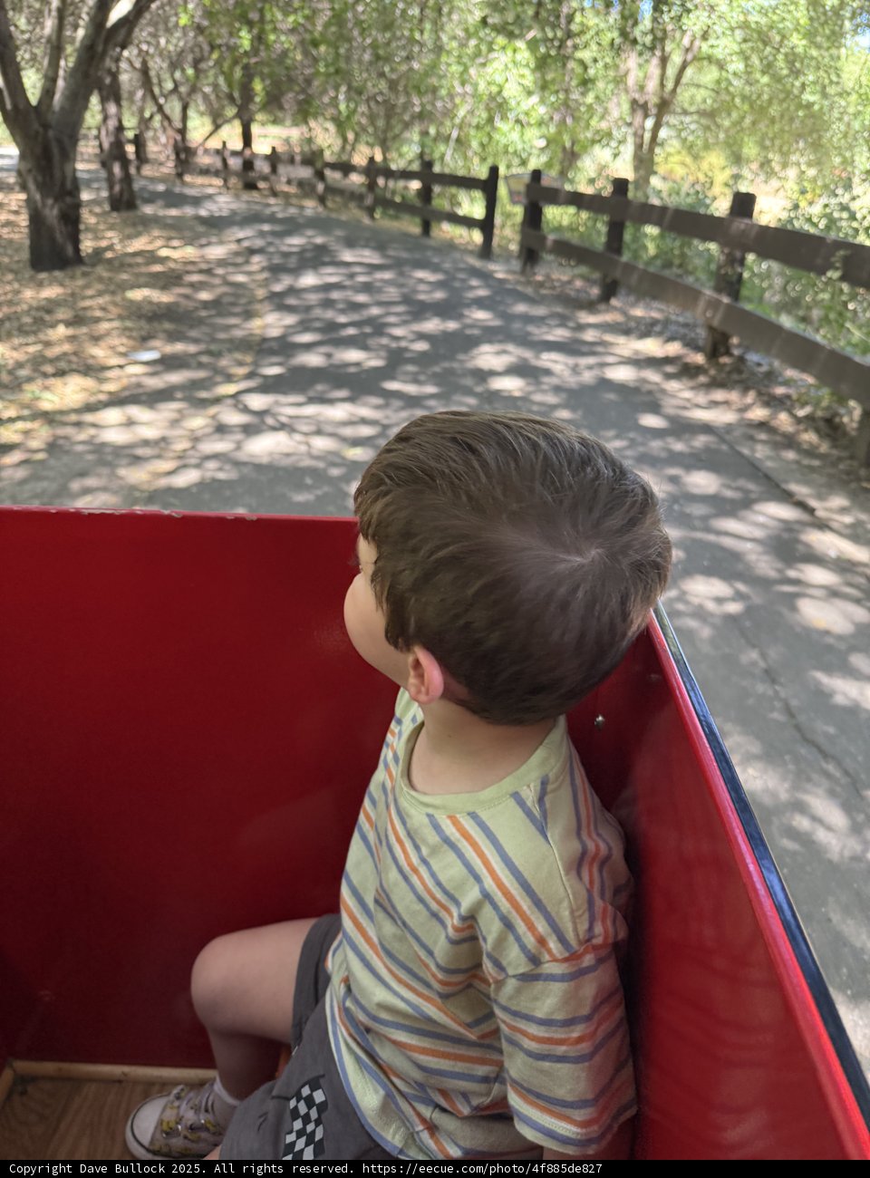Journey Through the Grove
