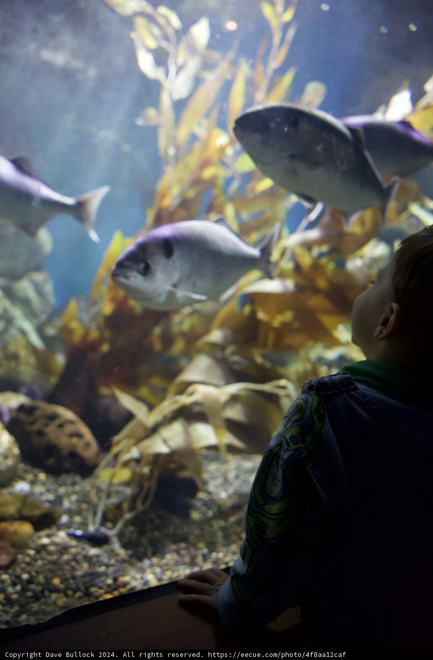 Marvel at Marine Life