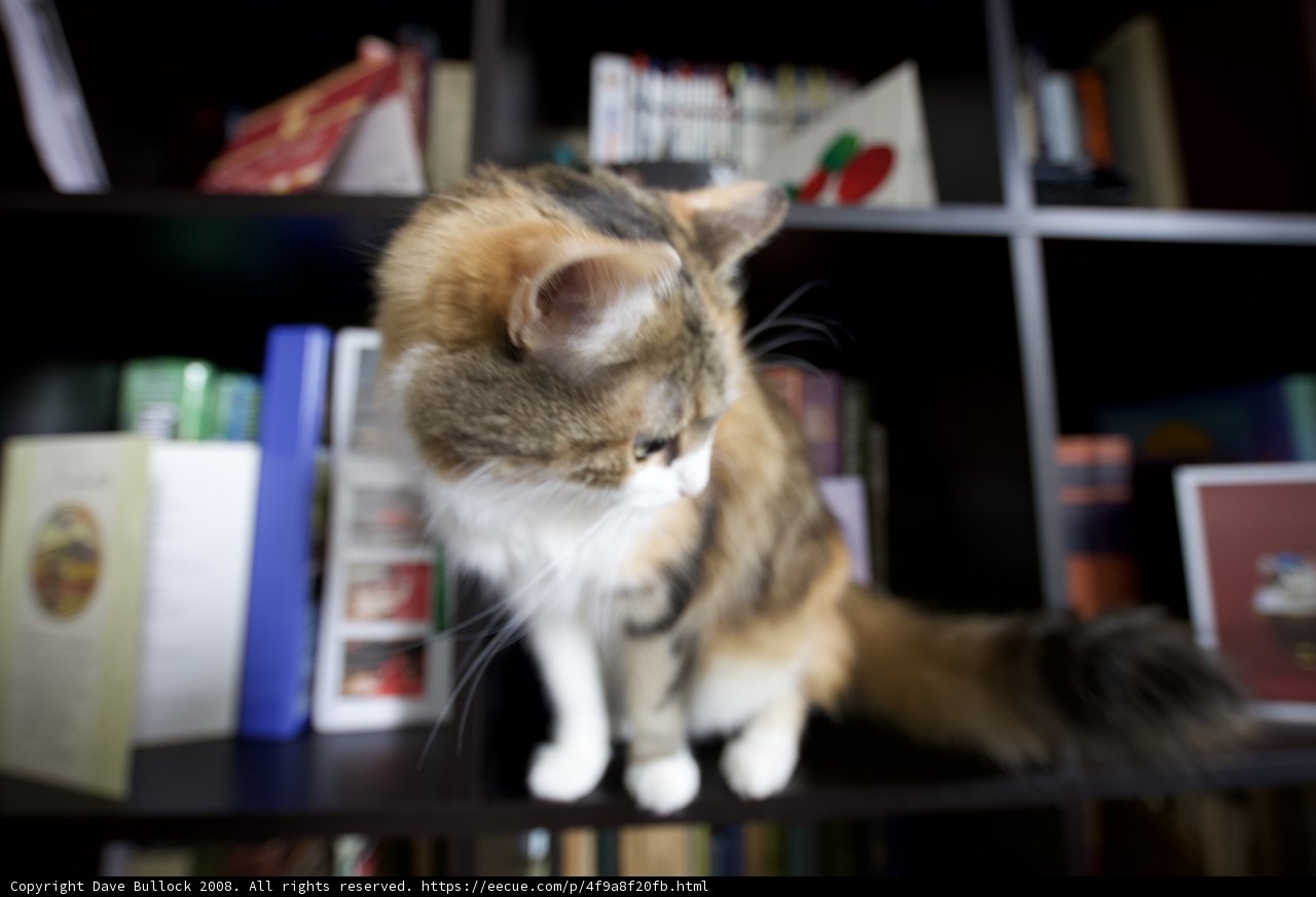 Shelfie with my favorite feline