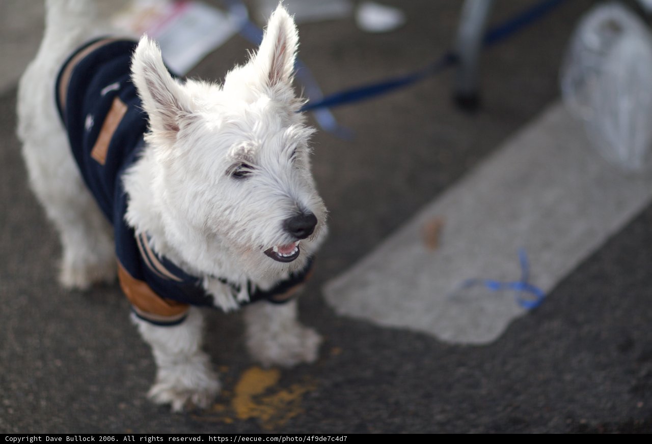 Stylish Pup on a Leash