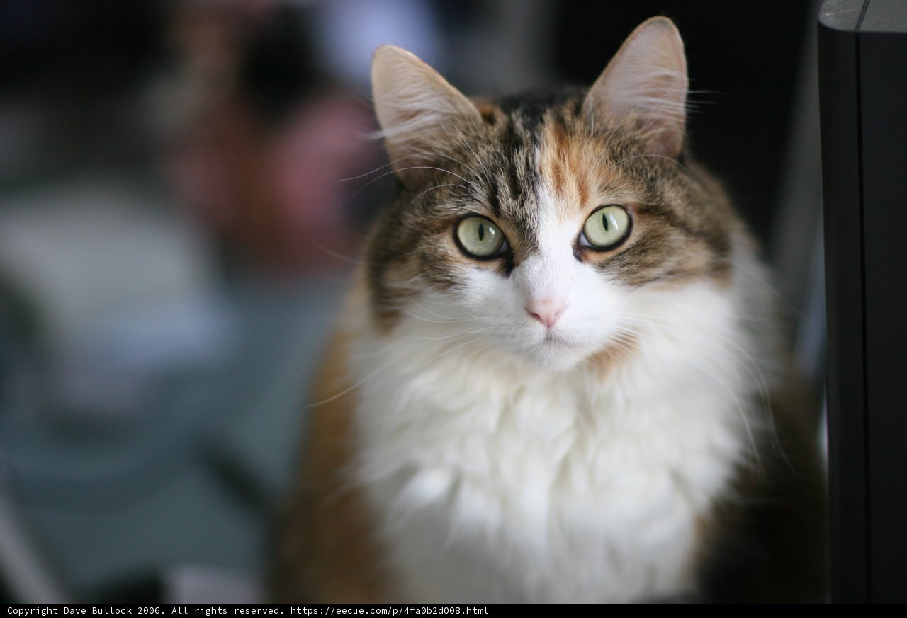 Feline Focus