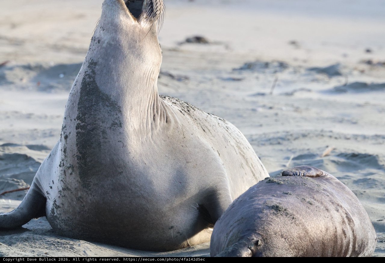 Elephant Seal and Pup Resting on Drakes Beach