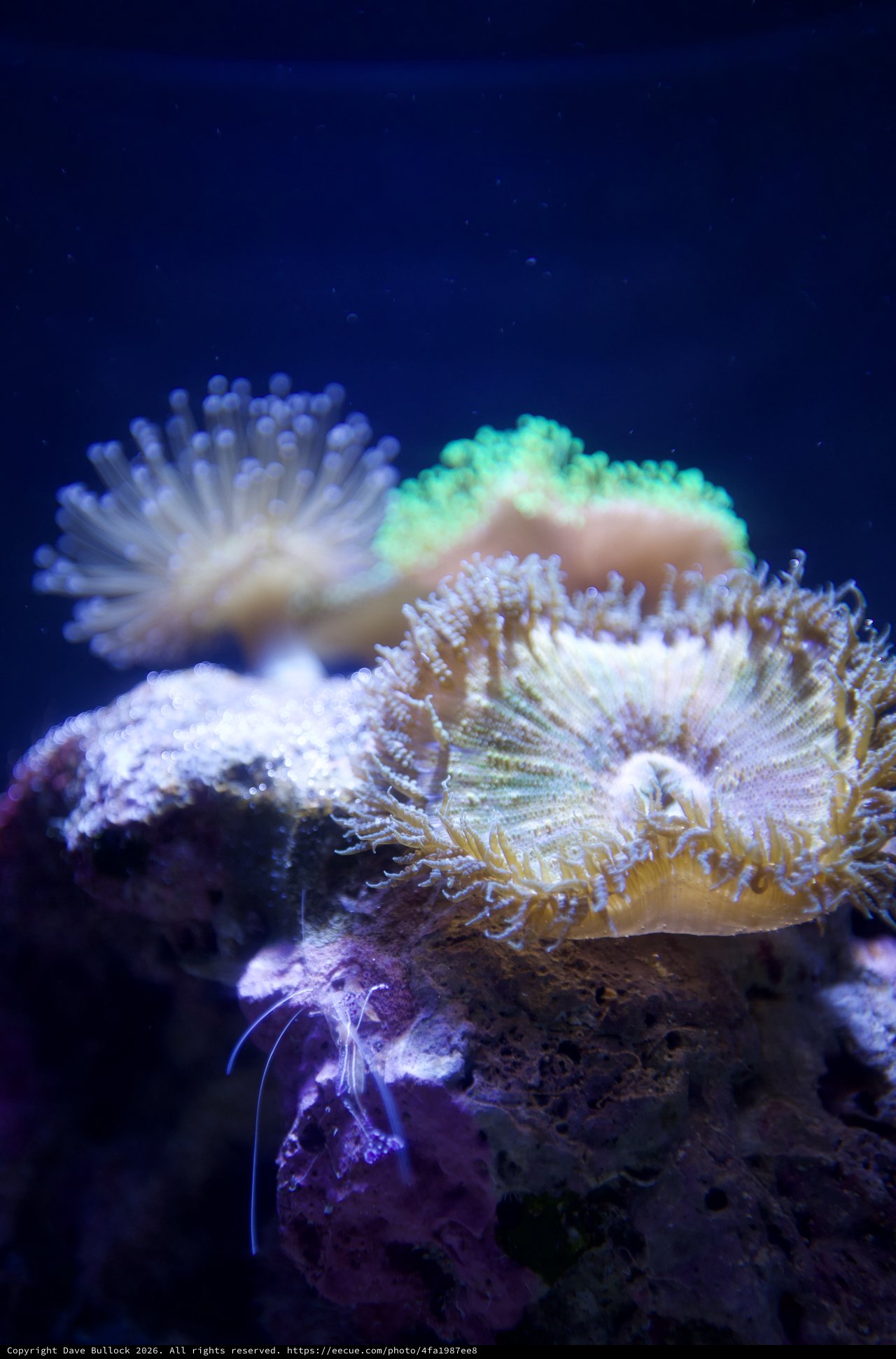 Vibrant Coral Polyps in Deep Blue Marine Environment