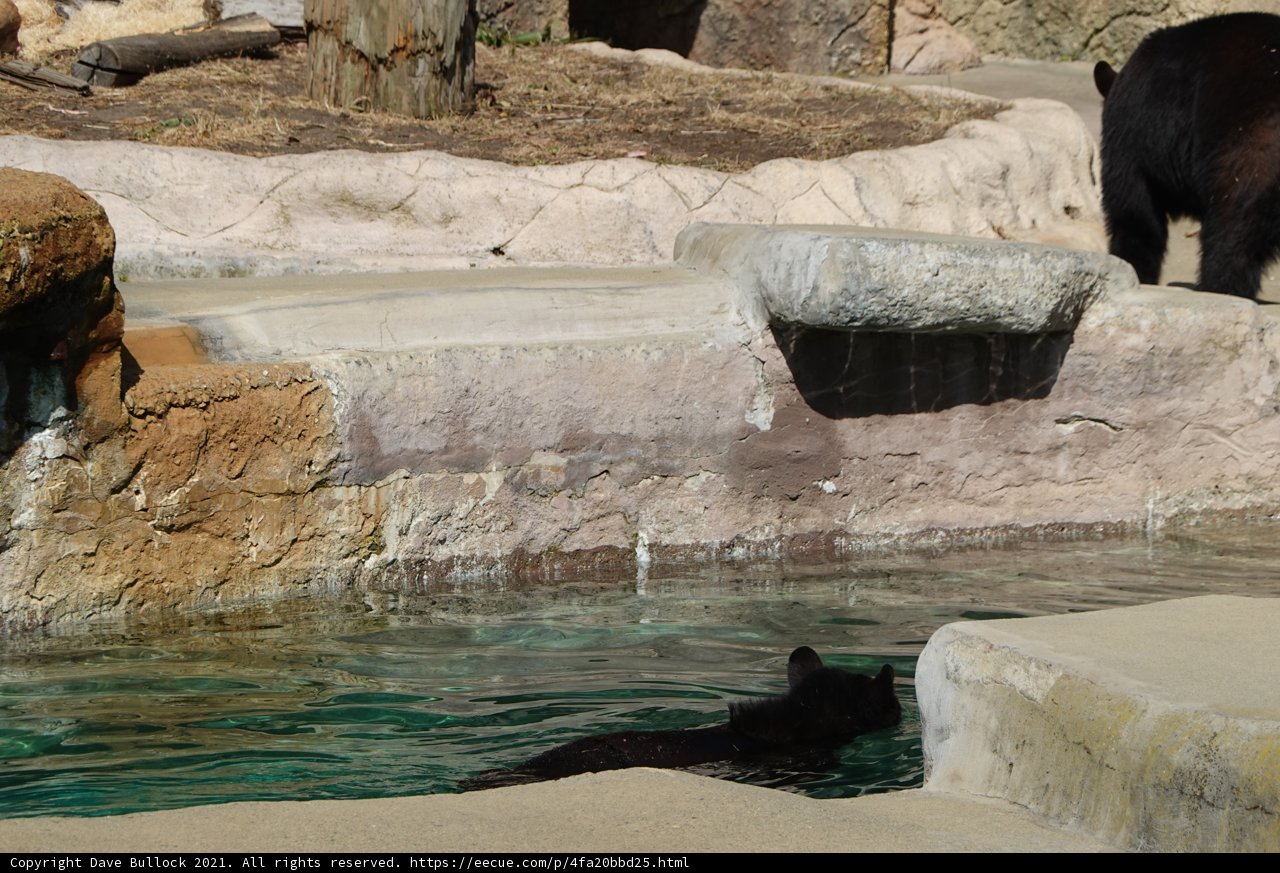 Black Bear Takes a Dip