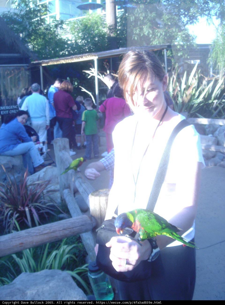 Woman bonding with her feathered friends Caption: A woman holds a parrot and a parakeet while enjoying a sunny day in the garden.