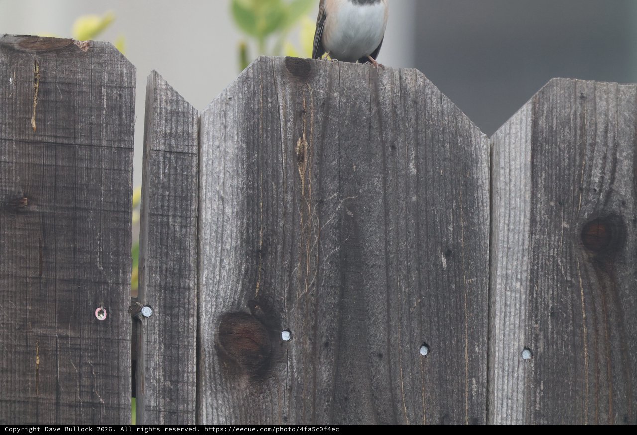 Small Bird Perched on Weathered Wooden Fence