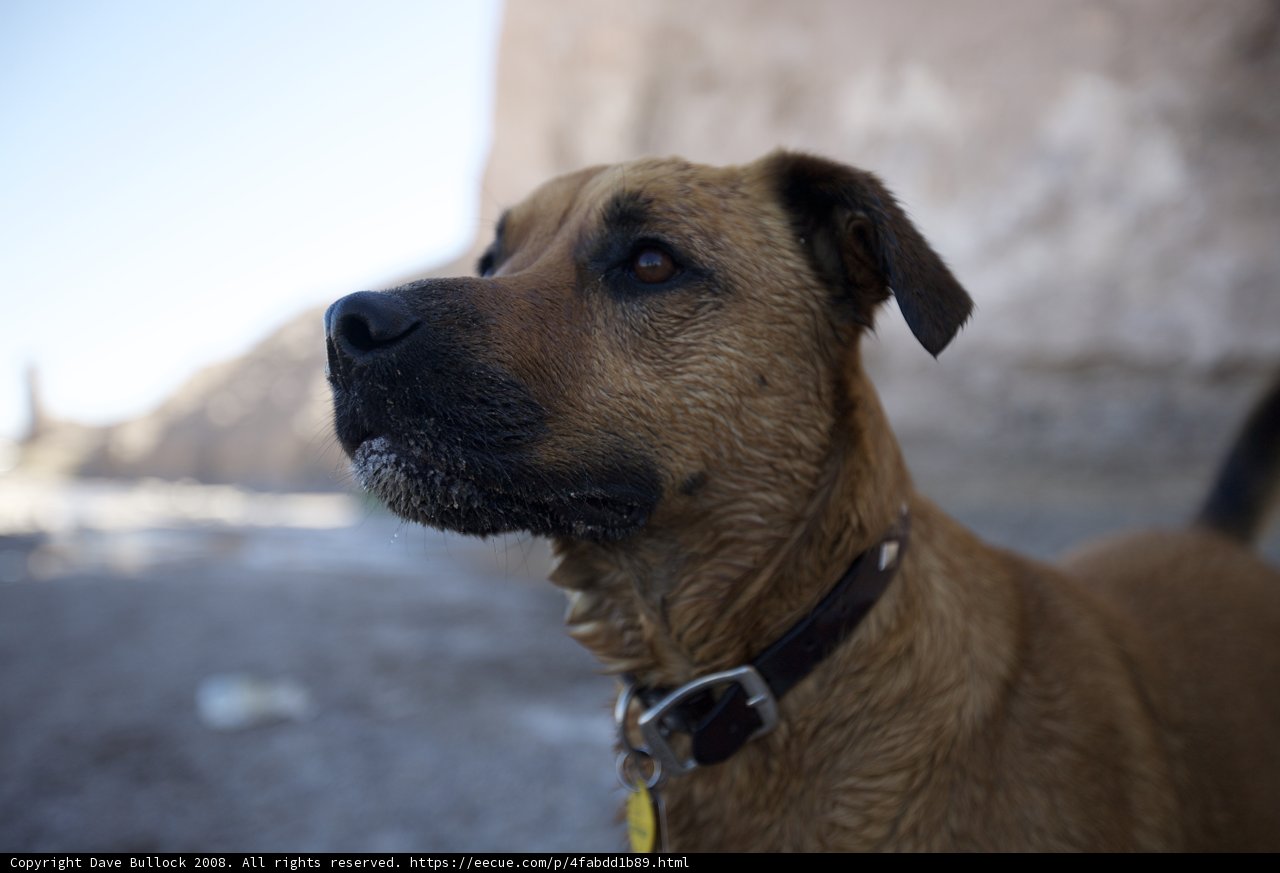 Sky Gazing Ridgeback